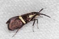 Dasycera oliviella