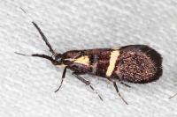 Dasycera oliviella