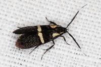 Dasycera oliviella