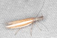 Pleurota aristella