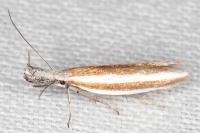 Pleurota aristella