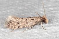Ateliotum petrinella