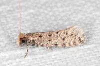Ateliotum petrinella