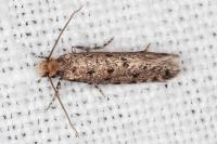 Ateliotum petrinella