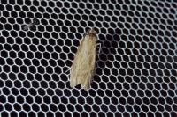 Diurnea lipsiella