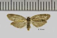 Cnephasia genitalana