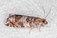 Ancylis achatana