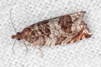 Ancylis achatana