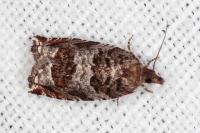 Ancylis achatana