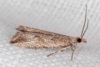 Bactra lancealana