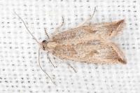 Bactra lancealana