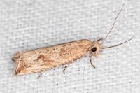 Bactra lancealana