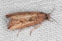 Bactra venosana