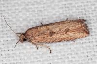 Bactra venosana