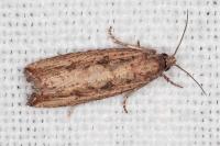 Bactra venosana