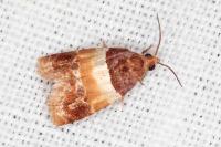 Epinotia festivana