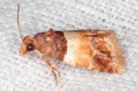 Epinotia festivana
