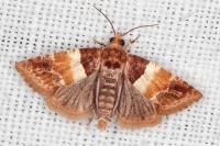 Epinotia festivana