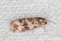 Lobesia botrana