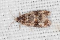 Lobesia botrana
