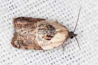 Acleris variegana