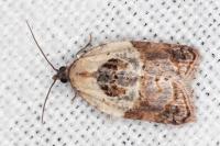Acleris variegana