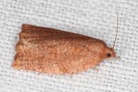 Archips rosana