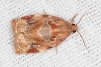 Archips xylosteana