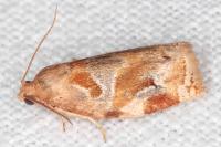 Archips xylosteana