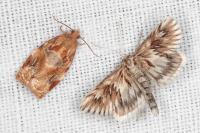 Archips xylosteana