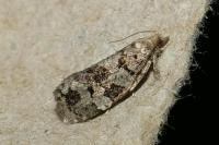 Dichelia histrionana