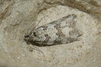 Cnephasia stephensiana