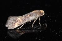 Apodia bifractella