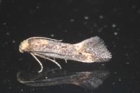 Apodia bifractella