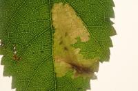 Coptotriche marginea