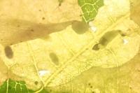 Coptotriche marginea