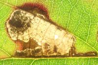 Ectoedemia erythrogenella