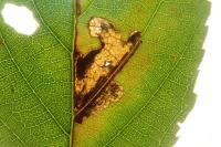 Ectoedemia erythrogenella