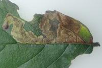 Ectoedemia rubivora