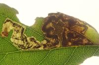 Ectoedemia rubivora