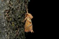 Triodia sylvina