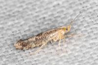 Argyresthia spinosella