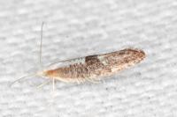Argyresthia spinosella