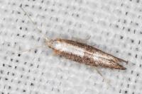 Argyresthia spinosella