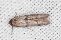 Blastobasis phycidella