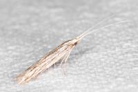 Coleophora calycotomella