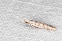 Coleophora calycotomella