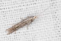 Coleophora calycotomella