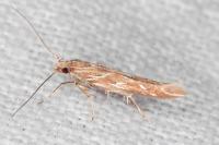 Pyroderces argyrogrammos