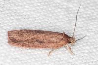 Agonopterix scopariella